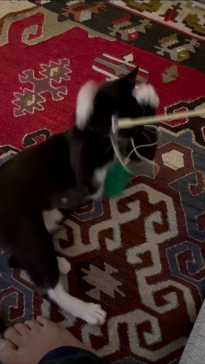 Enlarge Peppercorn, a ADOPTABLE American Shorthair in Weehawken, NJ video 6/6