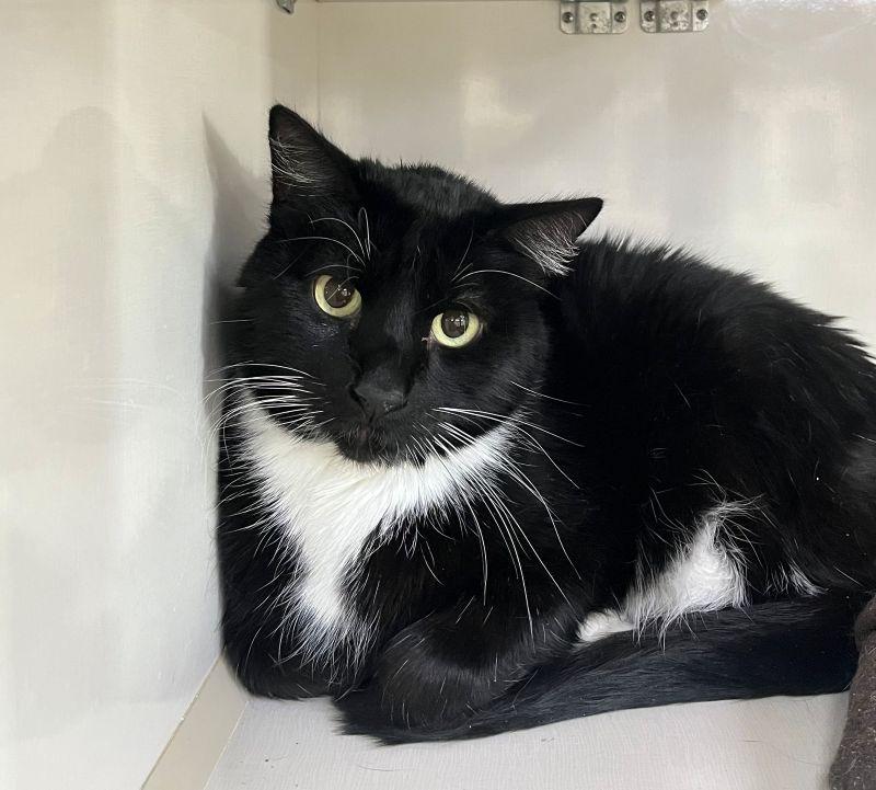 Gordie, Adoptable, Adult Male Domestic Short Hair.