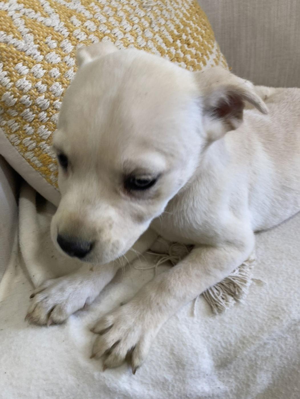 Holly, ADOPTABLE, Puppy Female Golden Retriever & Poodle.