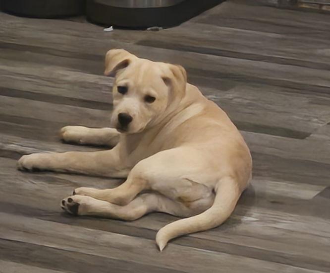 Holly, ADOPTABLE, Puppy Female Golden Retriever & Poodle.