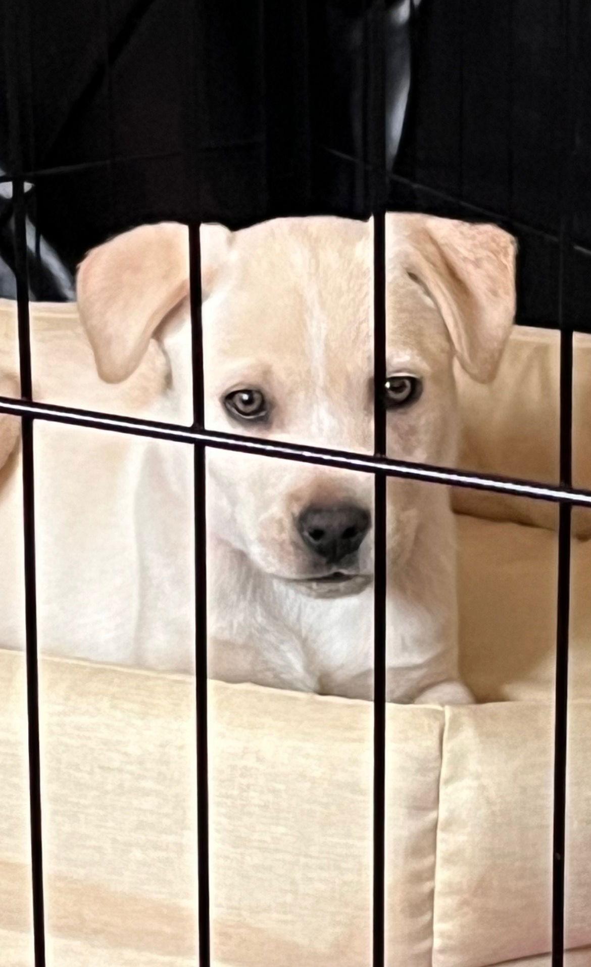 Enlarge Holly, a ADOPTABLE mixed breed in Pottstown, PA image 2/5