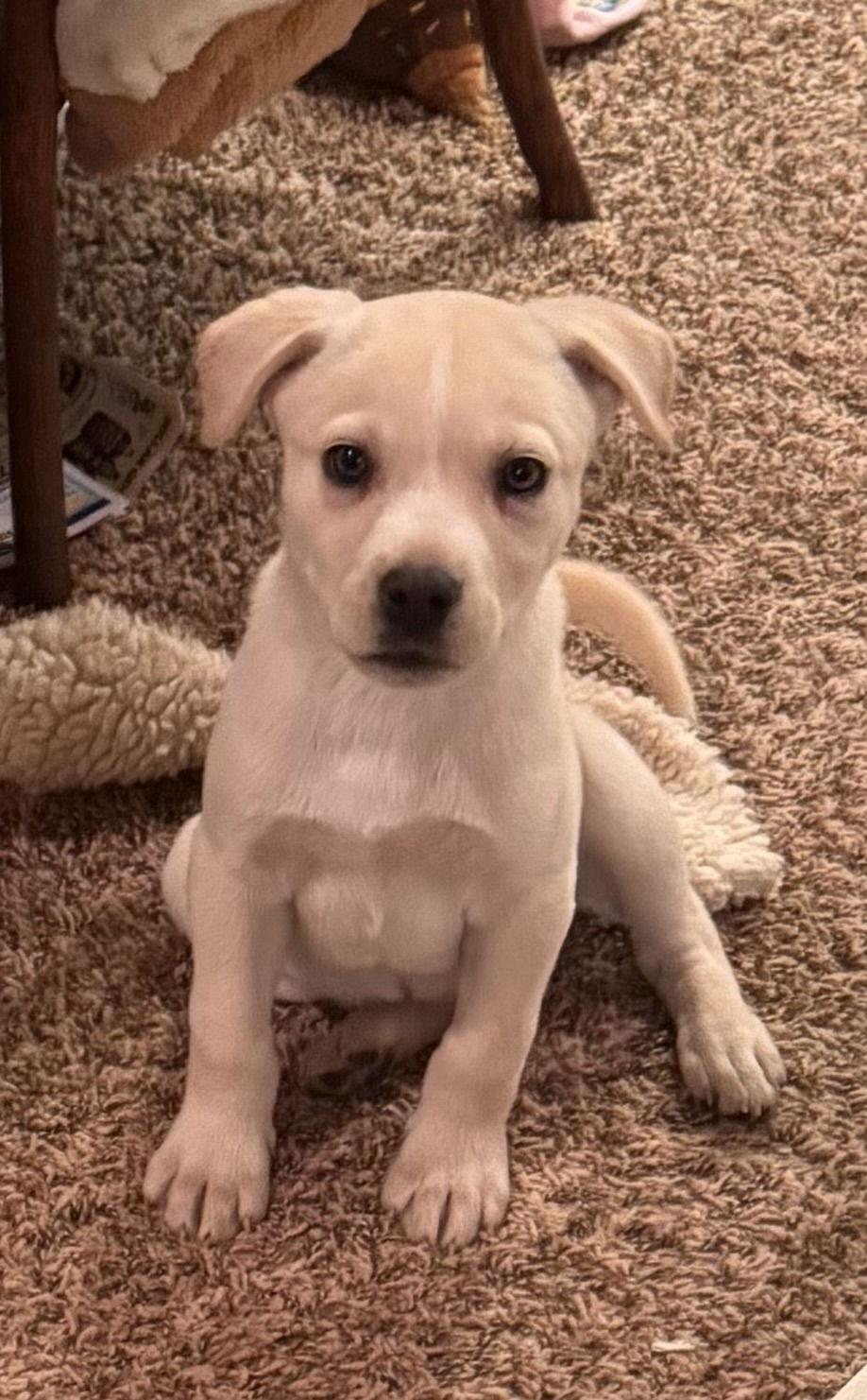 Enlarge Holly, a ADOPTABLE mixed breed in Pottstown, PA image 1/5