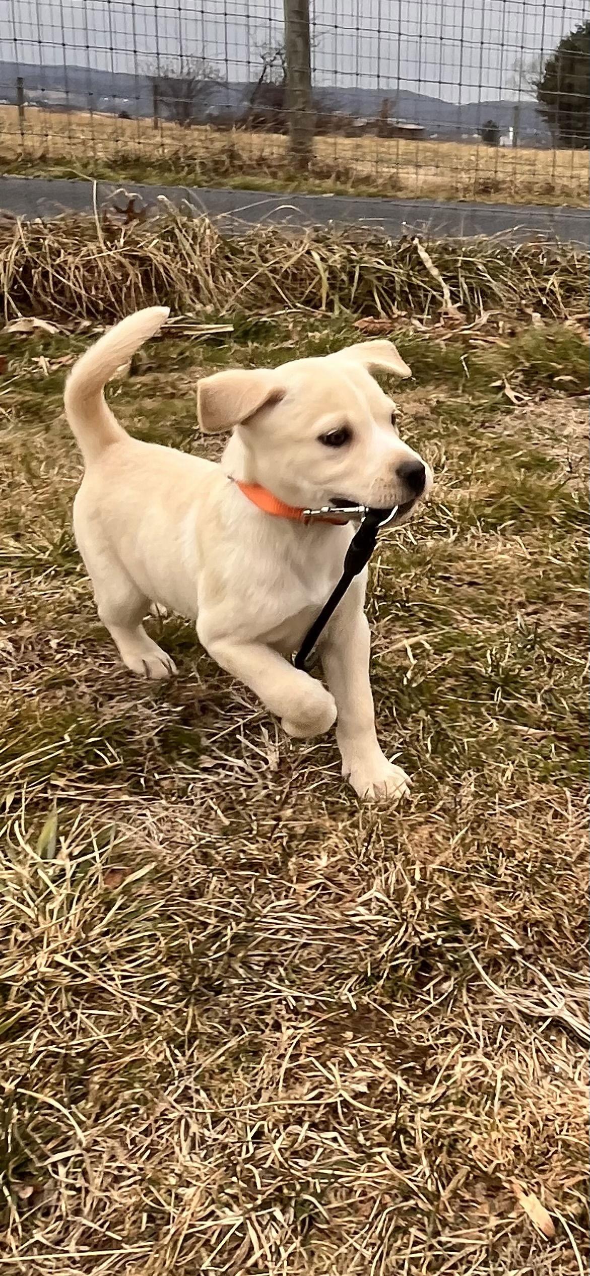 Enlarge Holly, a ADOPTABLE mixed breed in Pottstown, PA image 4/5