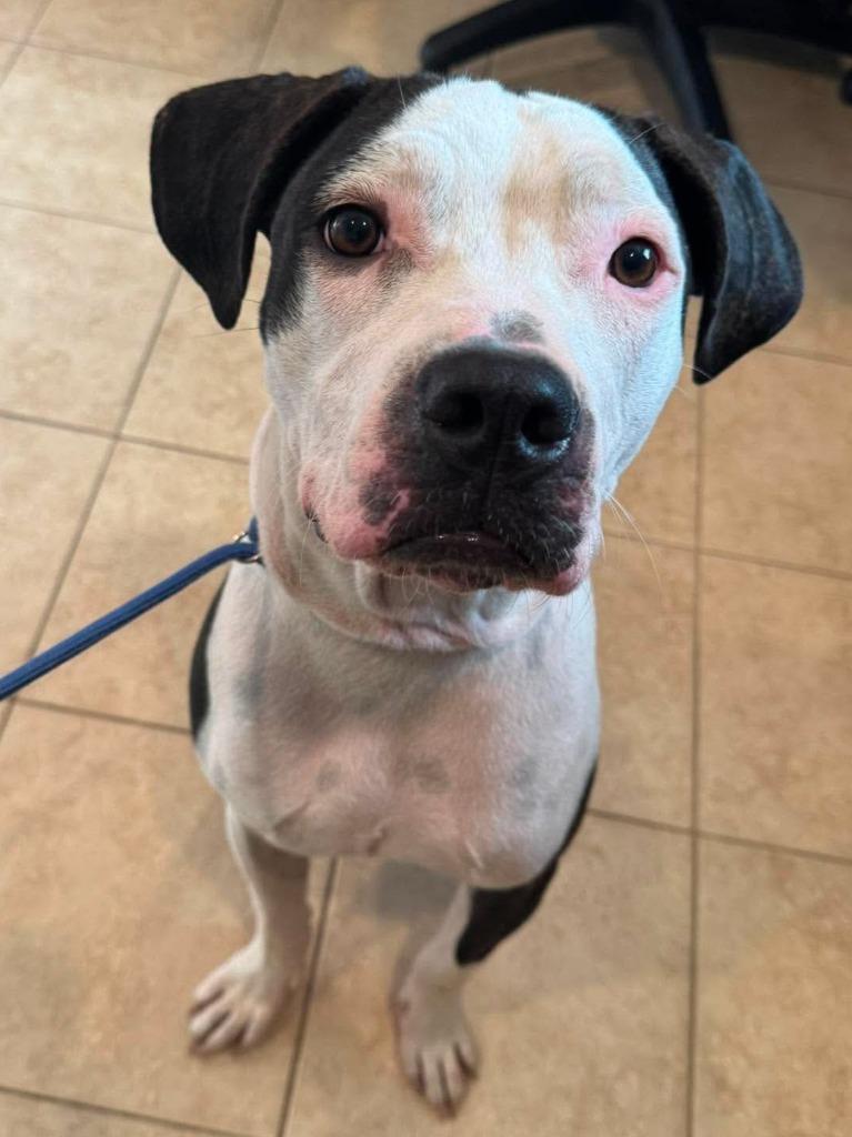Warden, Adoptable, Young Male Pit Bull Terrier.