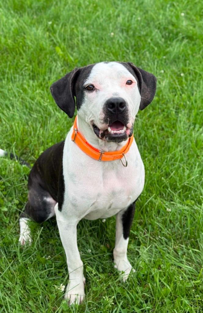 Warden, a Adoptable Pit Bull Terrier in Viroqua, WI image 2/4