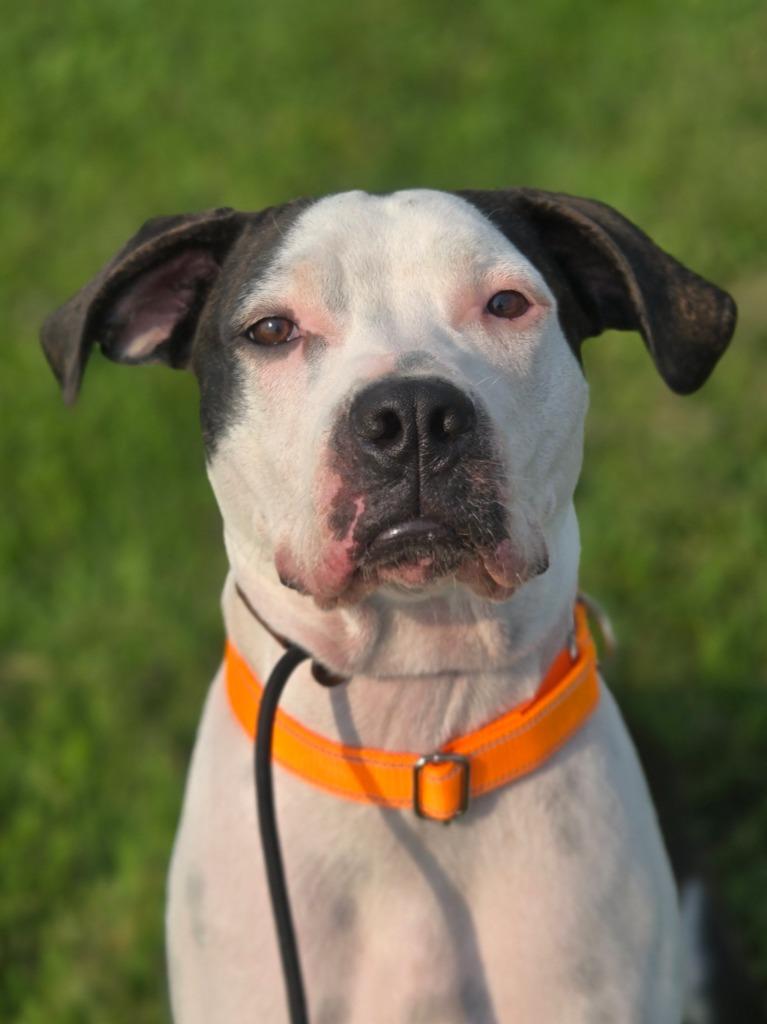 Warden, a Adoptable Pit Bull Terrier in Viroqua, WI image 3/4