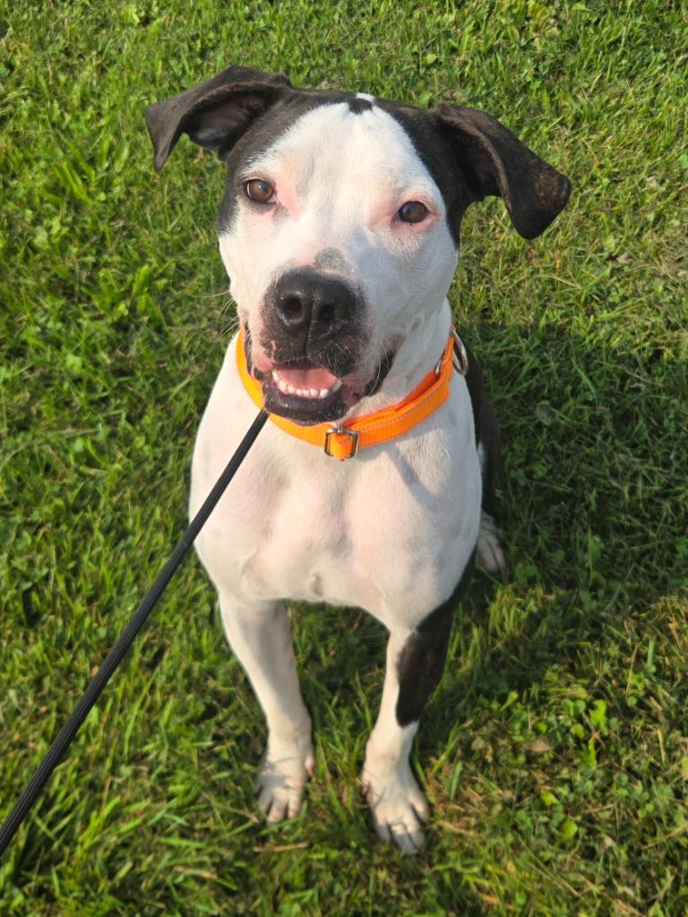 Warden, a Adoptable Pit Bull Terrier in Viroqua, WI image 4/4