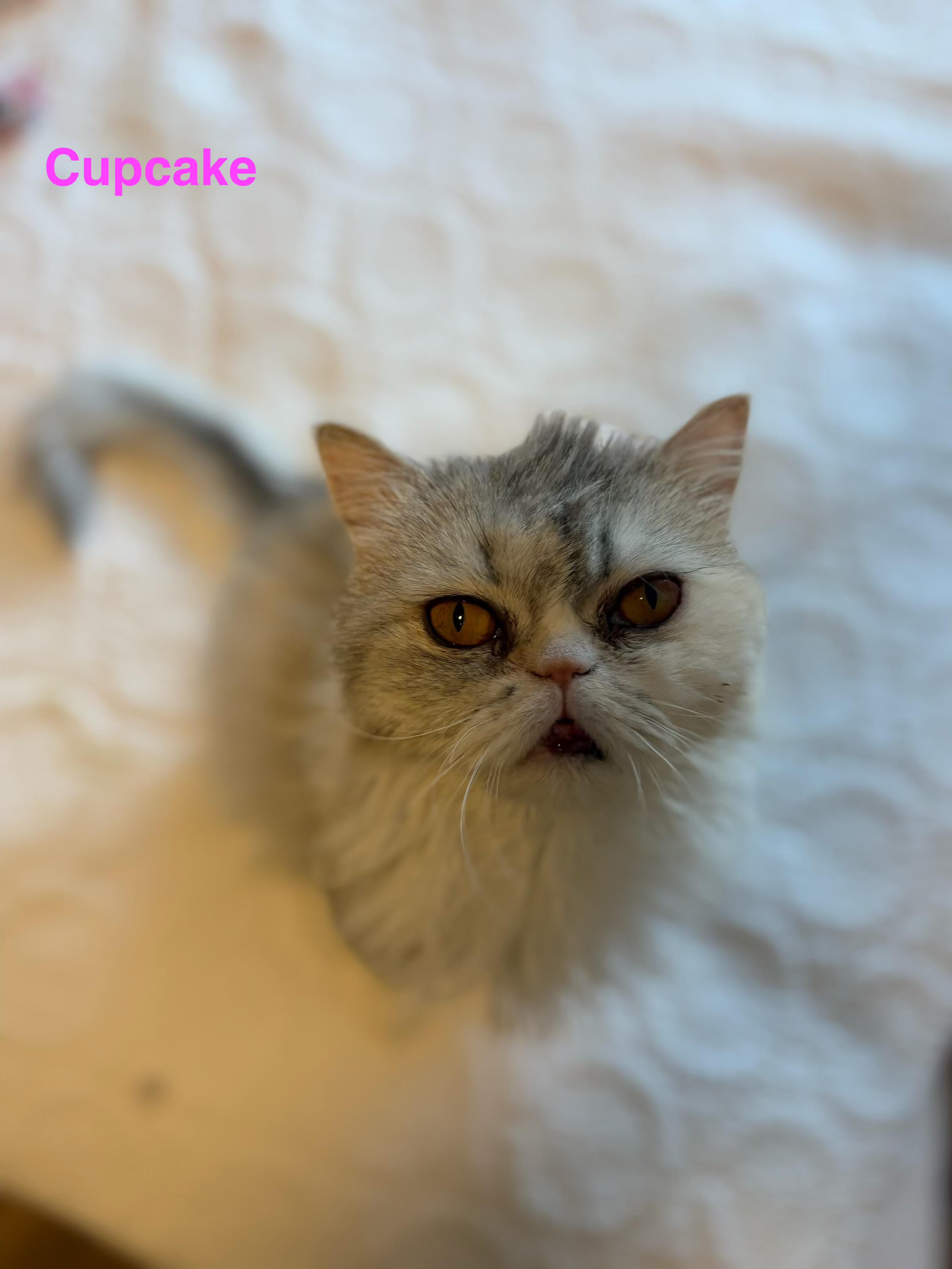 CUPCAKE AND CREAM PUFF THE ADORABLE PERSIANS!, Young Male Persian