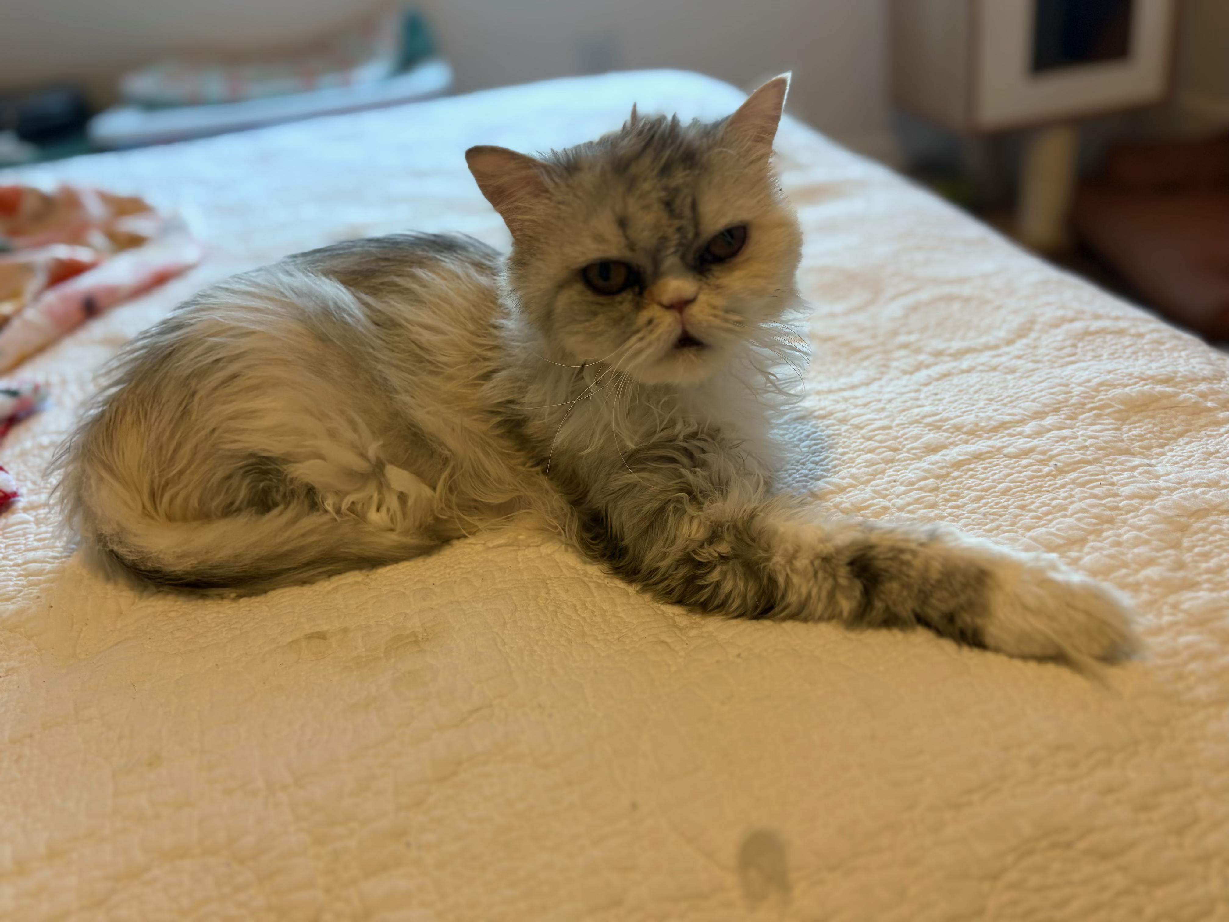CUPCAKE AND CREAM PUFF THE ADORABLE PERSIANS!, an adoptable Persian in woodland, CA, 95776 | Photo Image 4