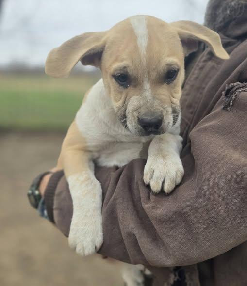 George, adopted, Young Male Mixed Breed.