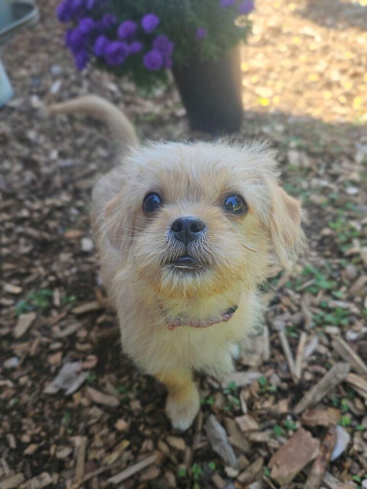 Enlarge Twinkie, a Adoptable mixed breed in Portland, OR image 1/6