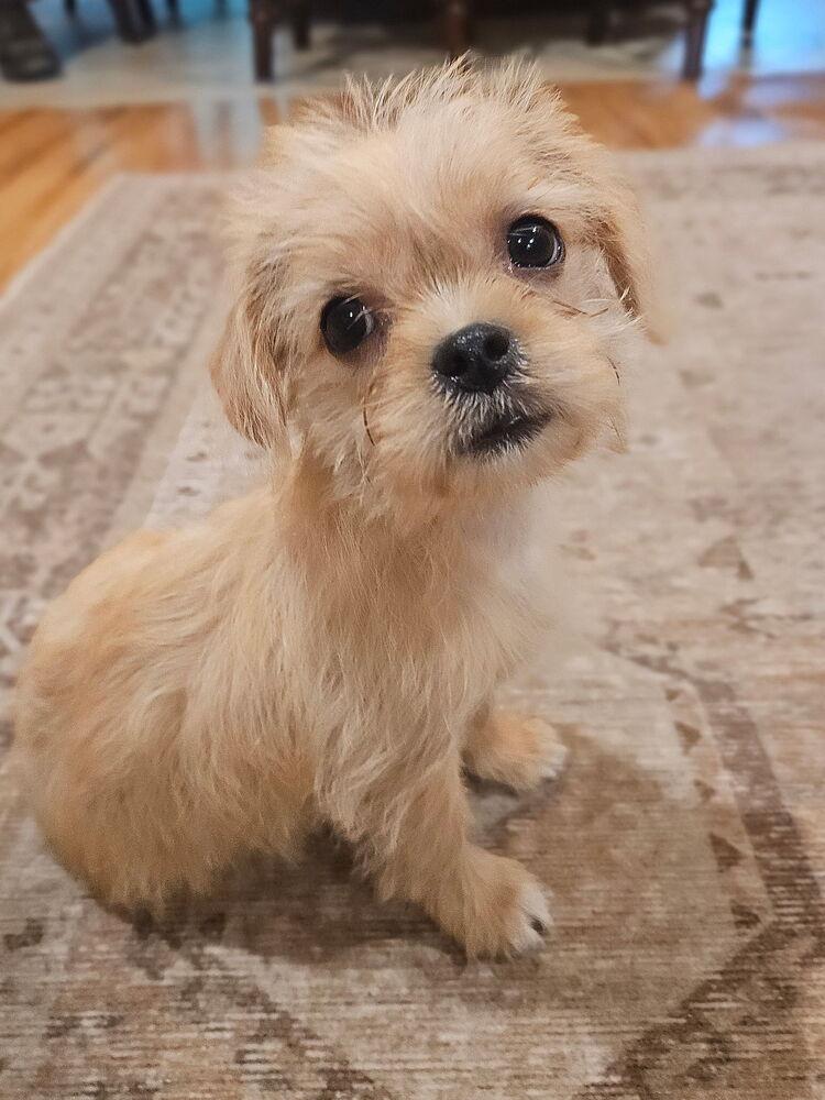 Enlarge Twinkie, a Adoptable mixed breed in Portland, OR image 2/6