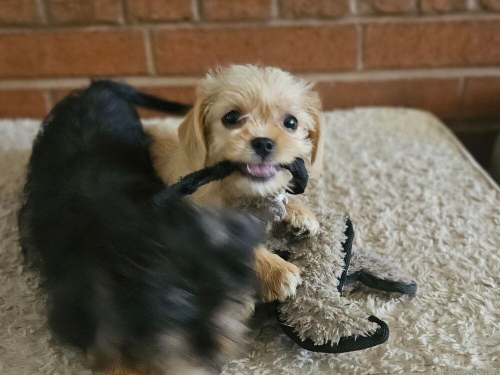 Enlarge Twinkie, a Adoptable mixed breed in Portland, OR image 3/6