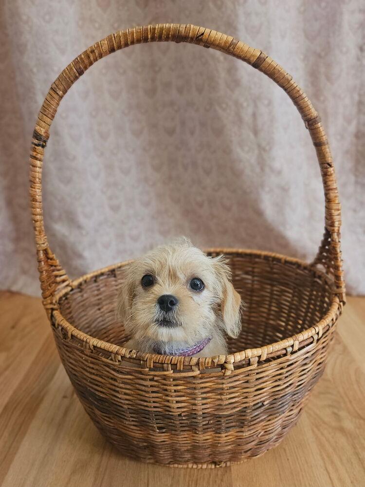 Enlarge Twinkie, a Adoptable mixed breed in Portland, OR image 4/6