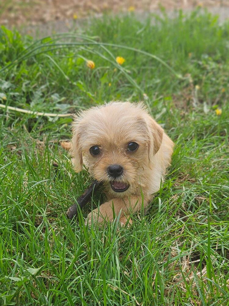 Enlarge Twinkie, a Adoptable mixed breed in Portland, OR image 5/6