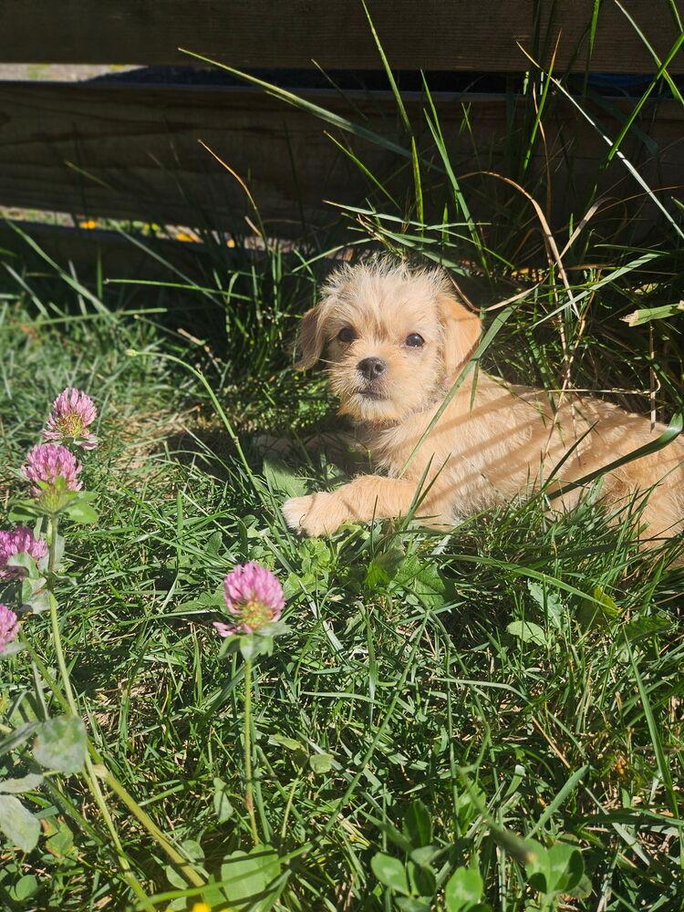 Enlarge Twinkie, a Adoptable mixed breed in Portland, OR image 6/6