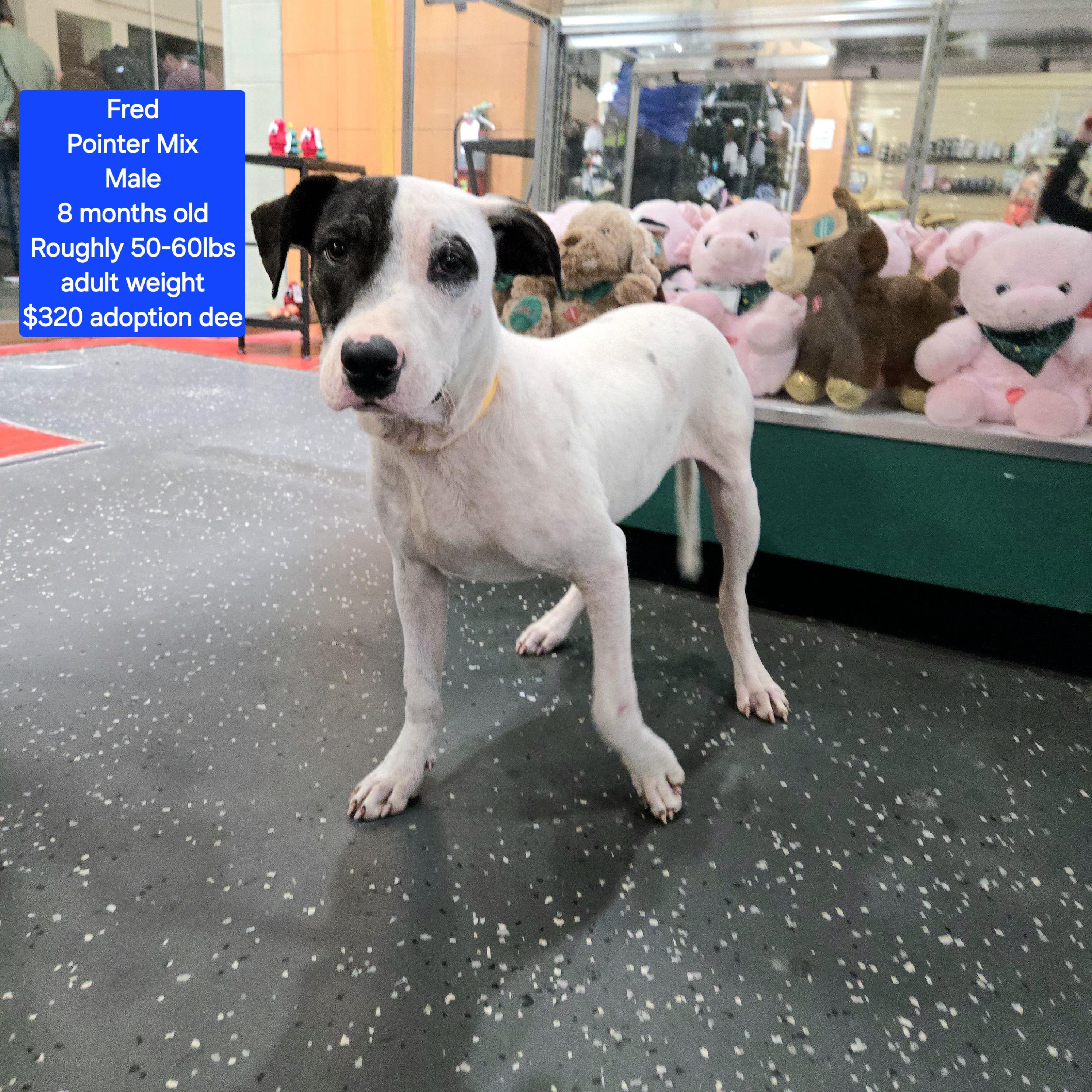 Fred, ADOPTABLE, Young Male Pointer.