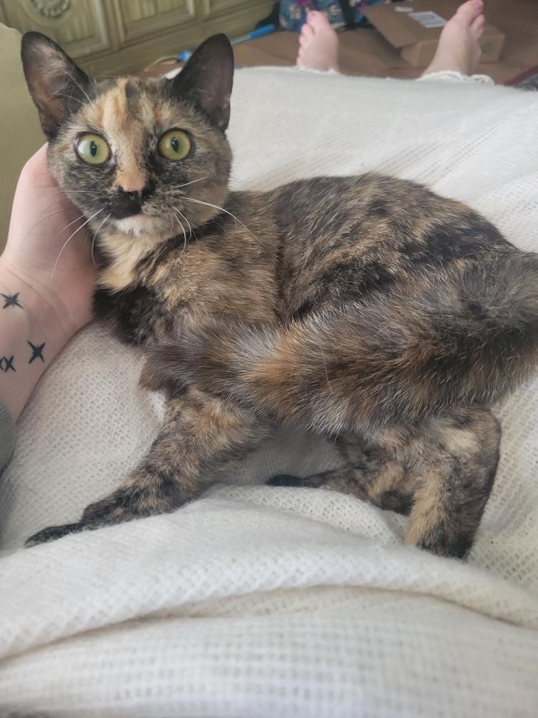 Enlarge Clawapatra, a Adoptable Tortoiseshell in New York, NY image 1/3