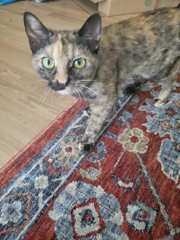 Enlarge Clawapatra, a Adoptable Tortoiseshell in New York, NY image 2/3
