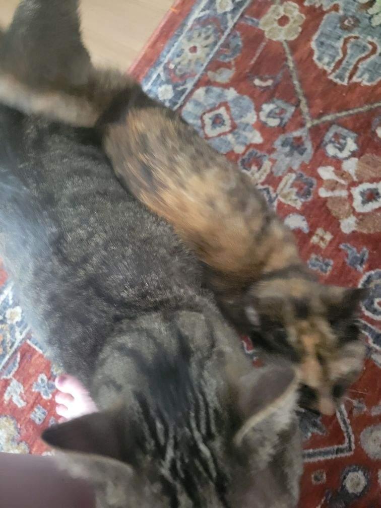 Enlarge Clawapatra, a Adoptable Tortoiseshell in New York, NY image 3/3