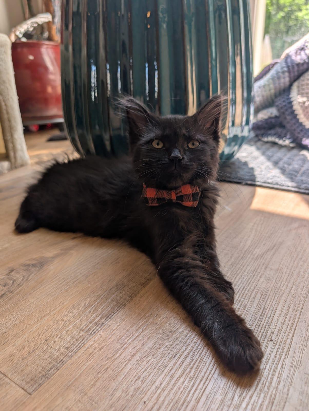 Minnie, an adopted Domestic Short Hair in Cambridge, ON image 2/2