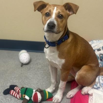 Enlarge Rowan, an adopted mixed breed in Quincy, IL image 1/1