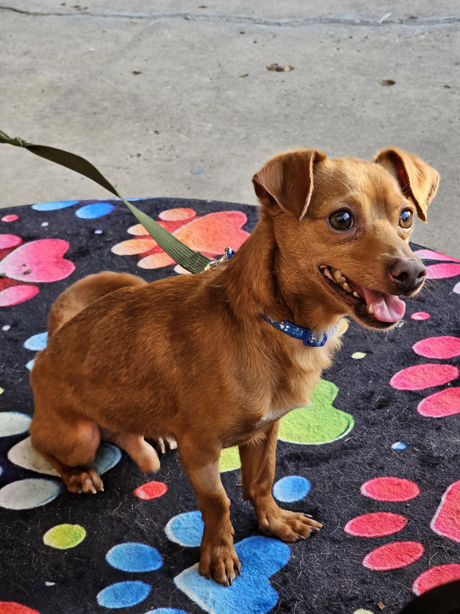 Vermilion, Adopted, Adult Male Rat Terrier.