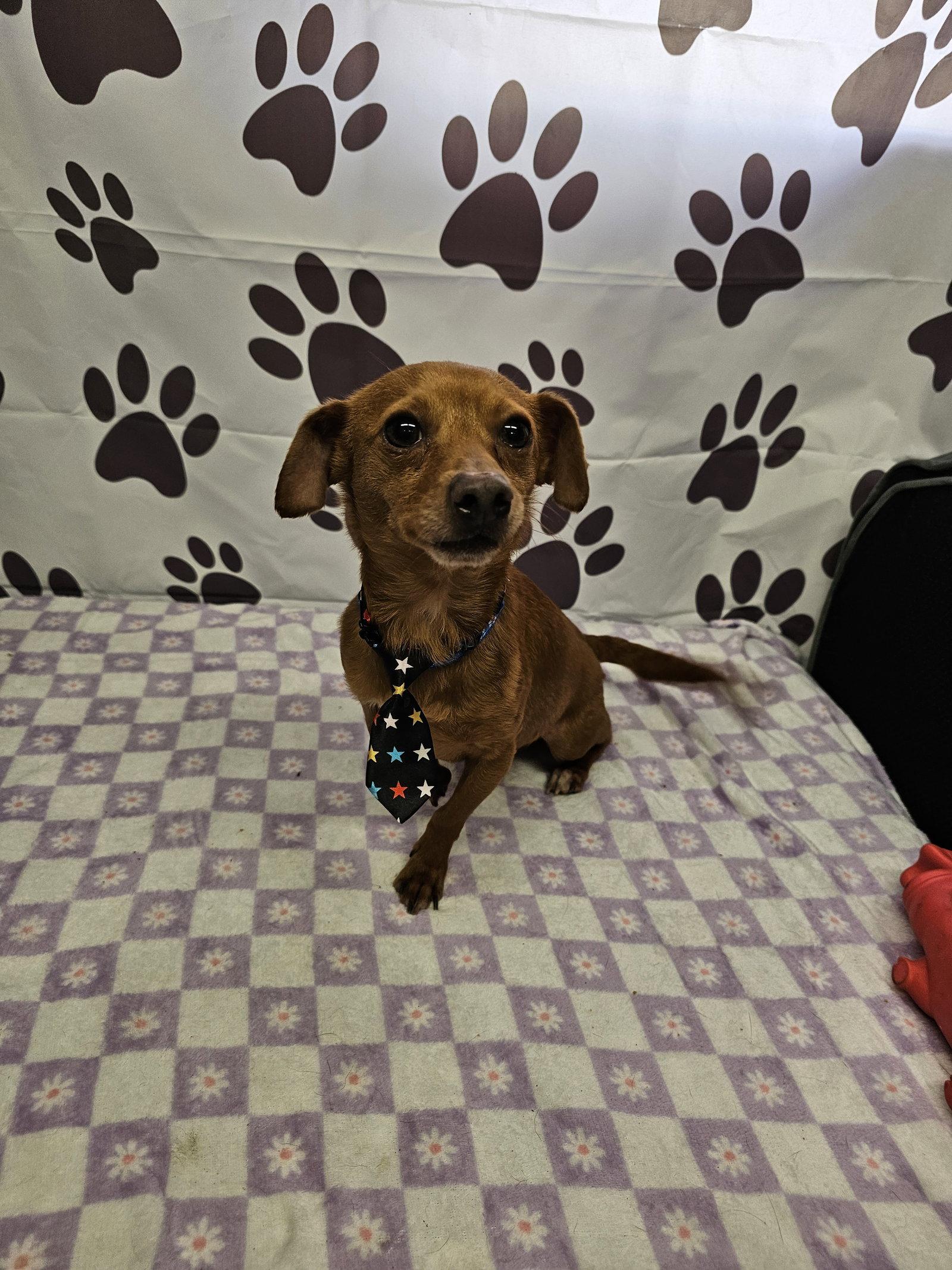 Enlarge Vermilion, a Adopted Rat Terrier in Metairie, LA image 2/2