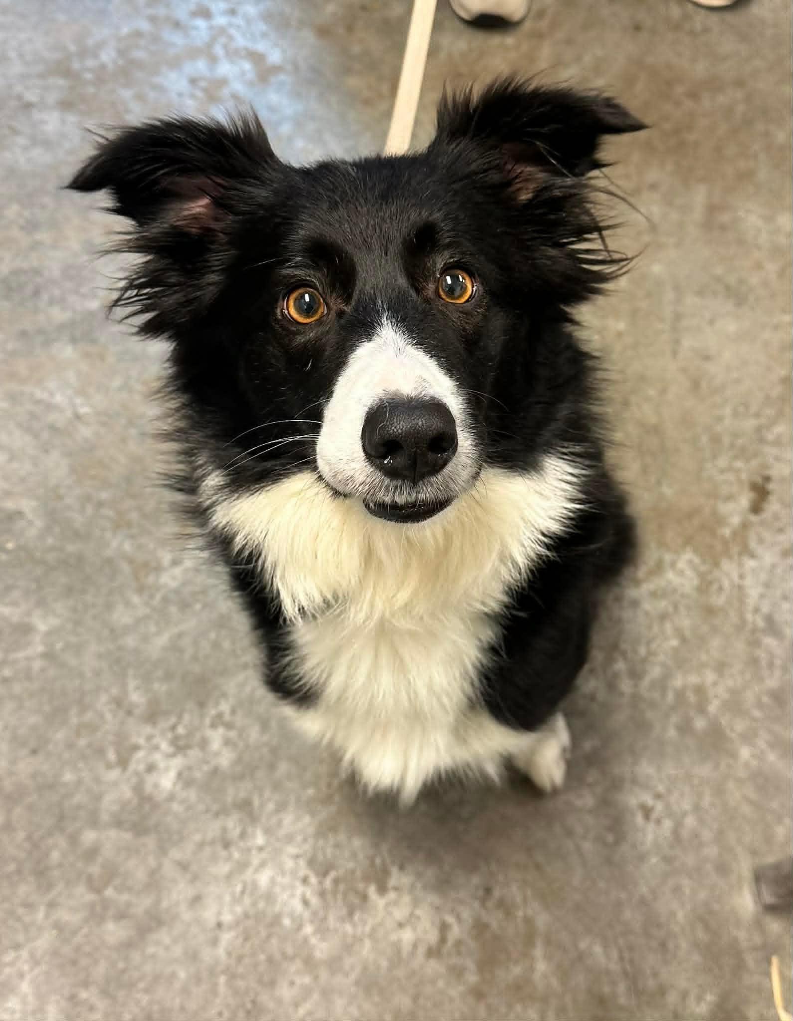 Enlarge Lu , a Adoptable Border Collie in Chestertown, MD image 1/1