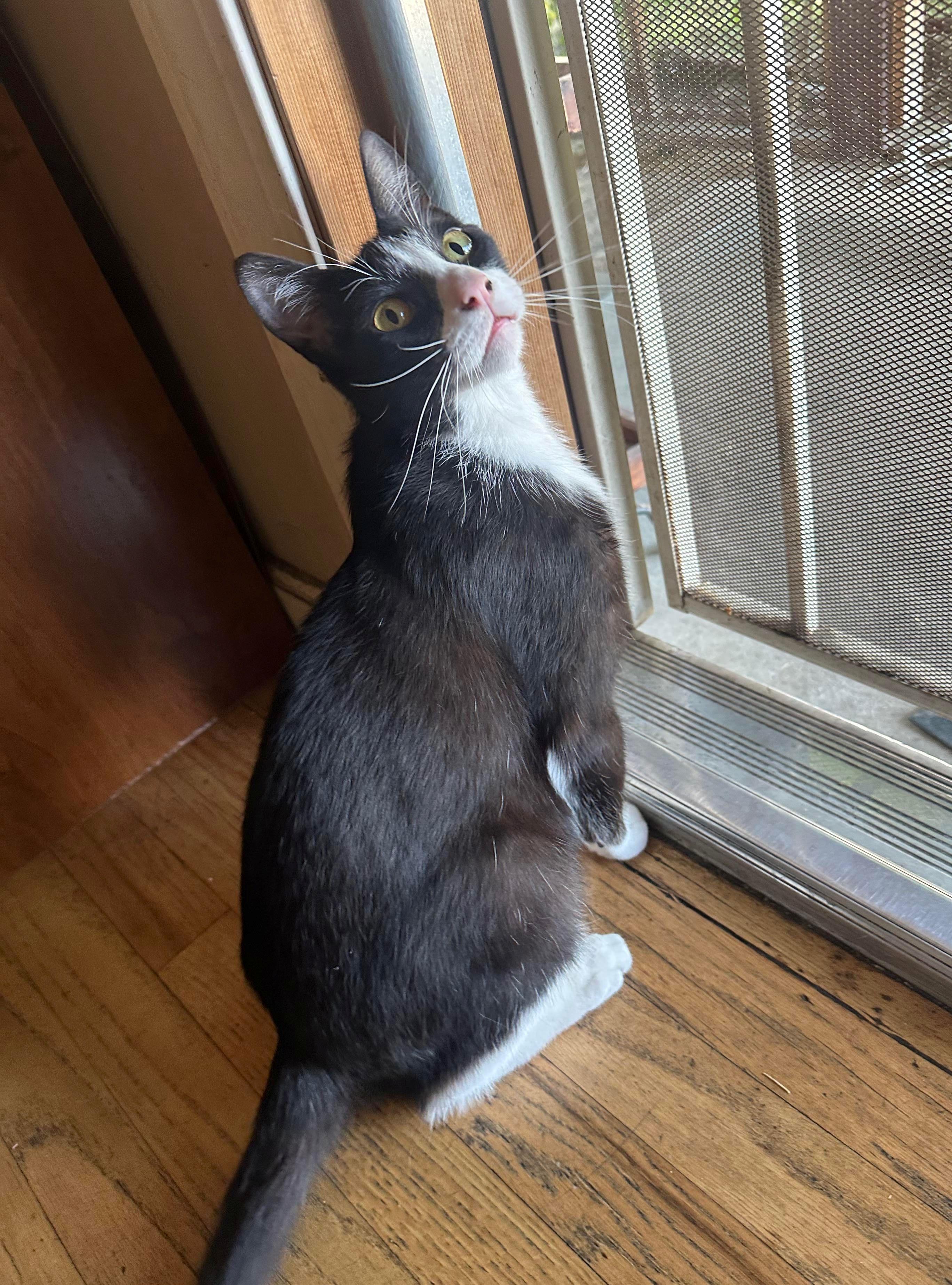 Cowboy, Adult Male Domestic Short Hair