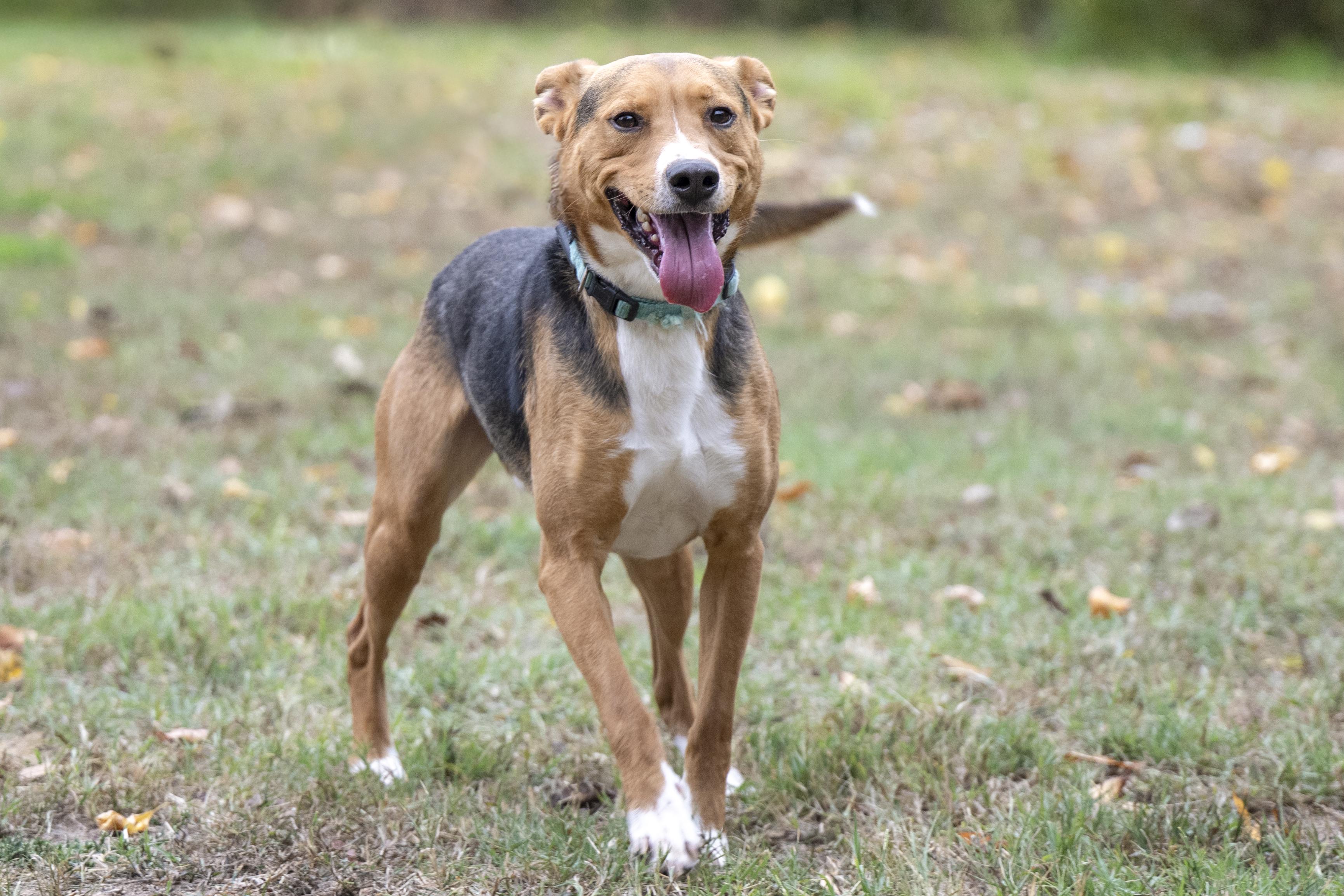 Enlarge Abe, a Adoptable mixed breed in Terre Haute, IN image 1/1