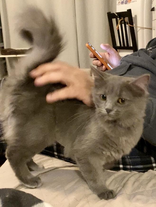 Enlarge Crystal, an adopted Domestic Medium Hair in Syracuse, NY image 4/5