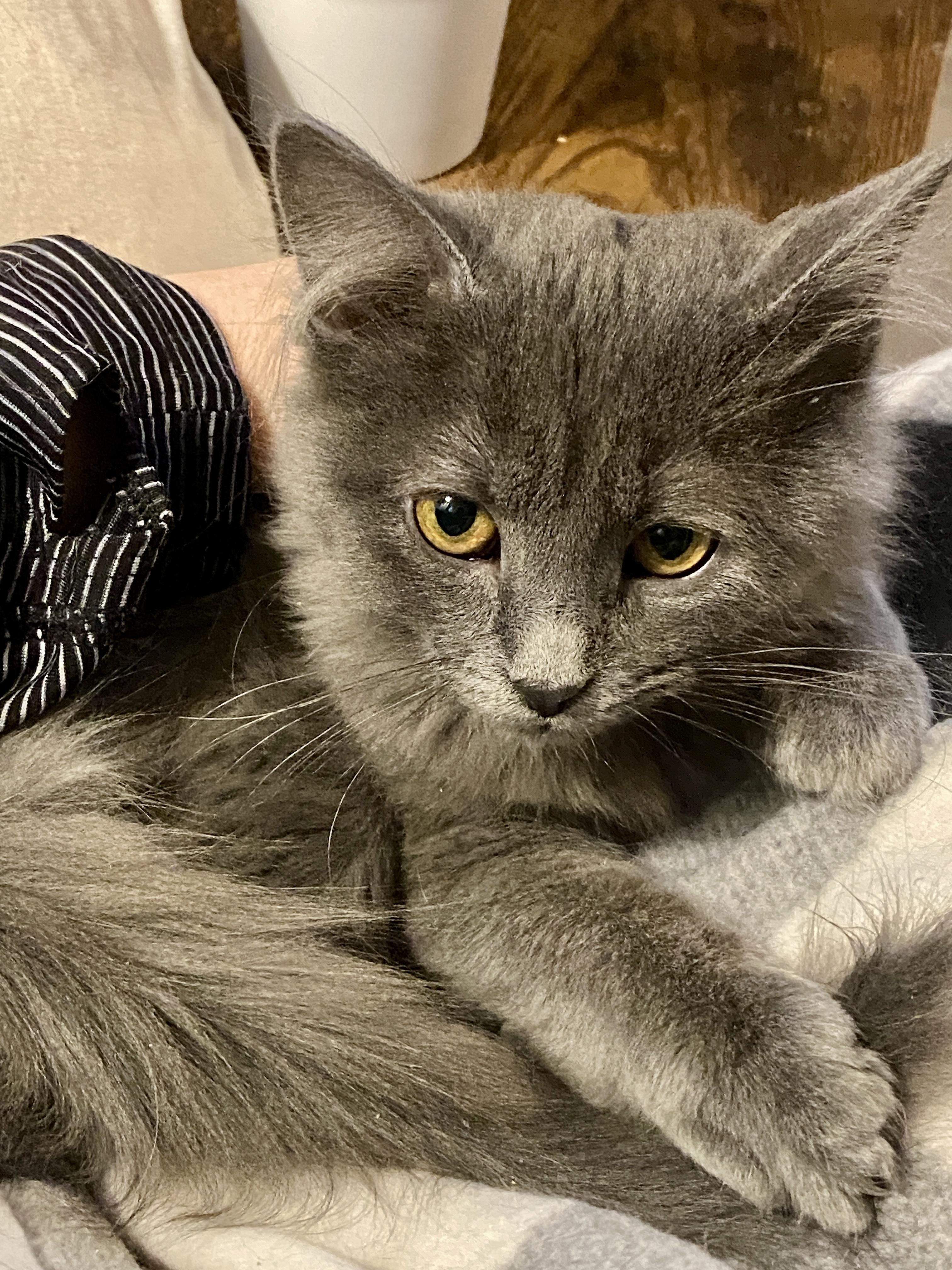 Enlarge Crystal, an adopted Domestic Medium Hair in Syracuse, NY image 3/5