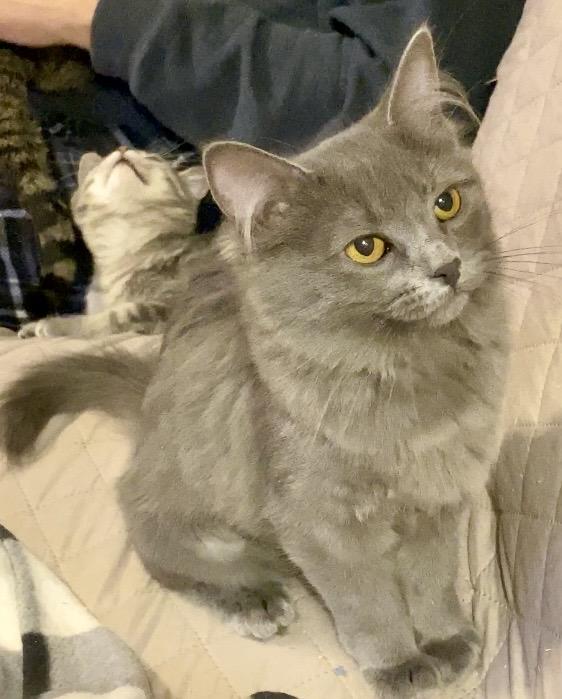 Enlarge Crystal, an adopted Domestic Medium Hair in Syracuse, NY image 2/5