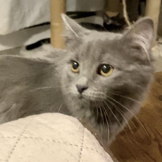 Enlarge Crystal, an adopted Domestic Medium Hair in Syracuse, NY image 1/5