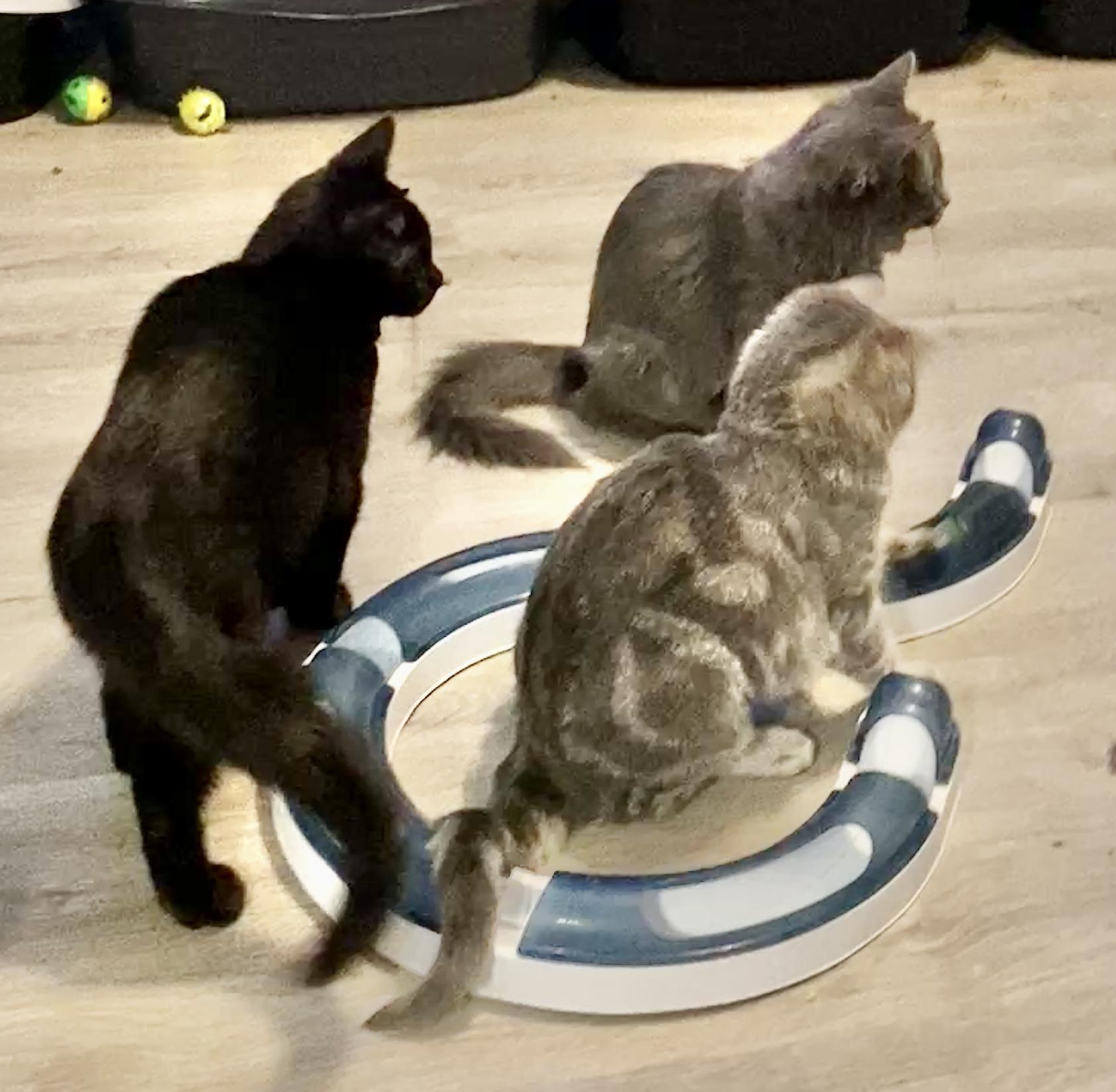 Enlarge Crystal, an adopted Domestic Medium Hair in Syracuse, NY image 5/5