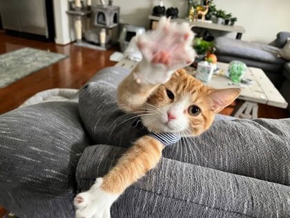 Sherbert, Adoptable, Young Male Domestic Short Hair.