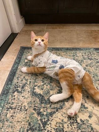 Sherbert, a Adoptable mixed breed in Annapolis, MD image 2/11