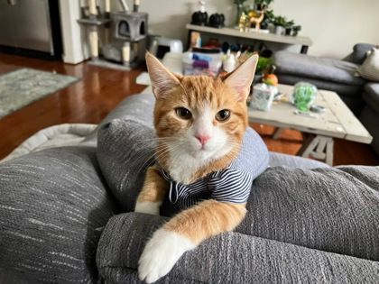 Sherbert, an adoptable Domestic Short Hair in Annapolis, MD, 21403 | Photo Image 2