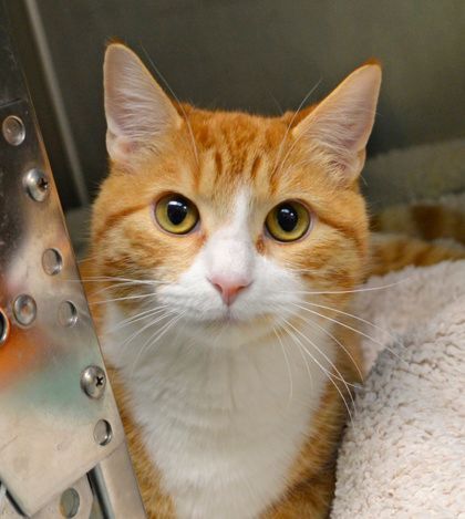 Sherbert, an adoptable Domestic Short Hair in Annapolis, MD, 21403 | Photo Image 1