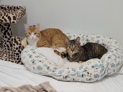 Sherbert, an adoptable Domestic Short Hair in Annapolis, MD, 21403 | Photo Image 5