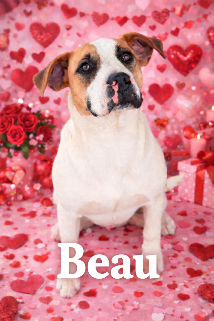 Enlarge Beau, a ADOPTABLE mixed breed in Lawrenceburg, KY image 1/1