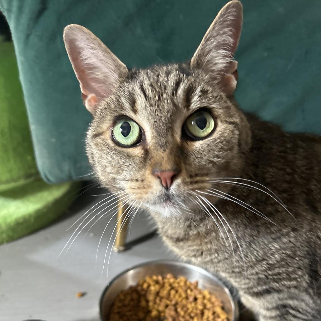 Enlarge Rocky, a Adoptable Domestic Short Hair in Alexandria, VA image 1/1