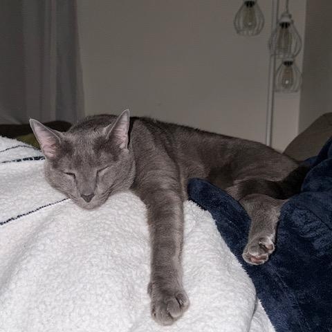 Enlarge King, an adopted mixed breed in Nottingham, MD image 2/2