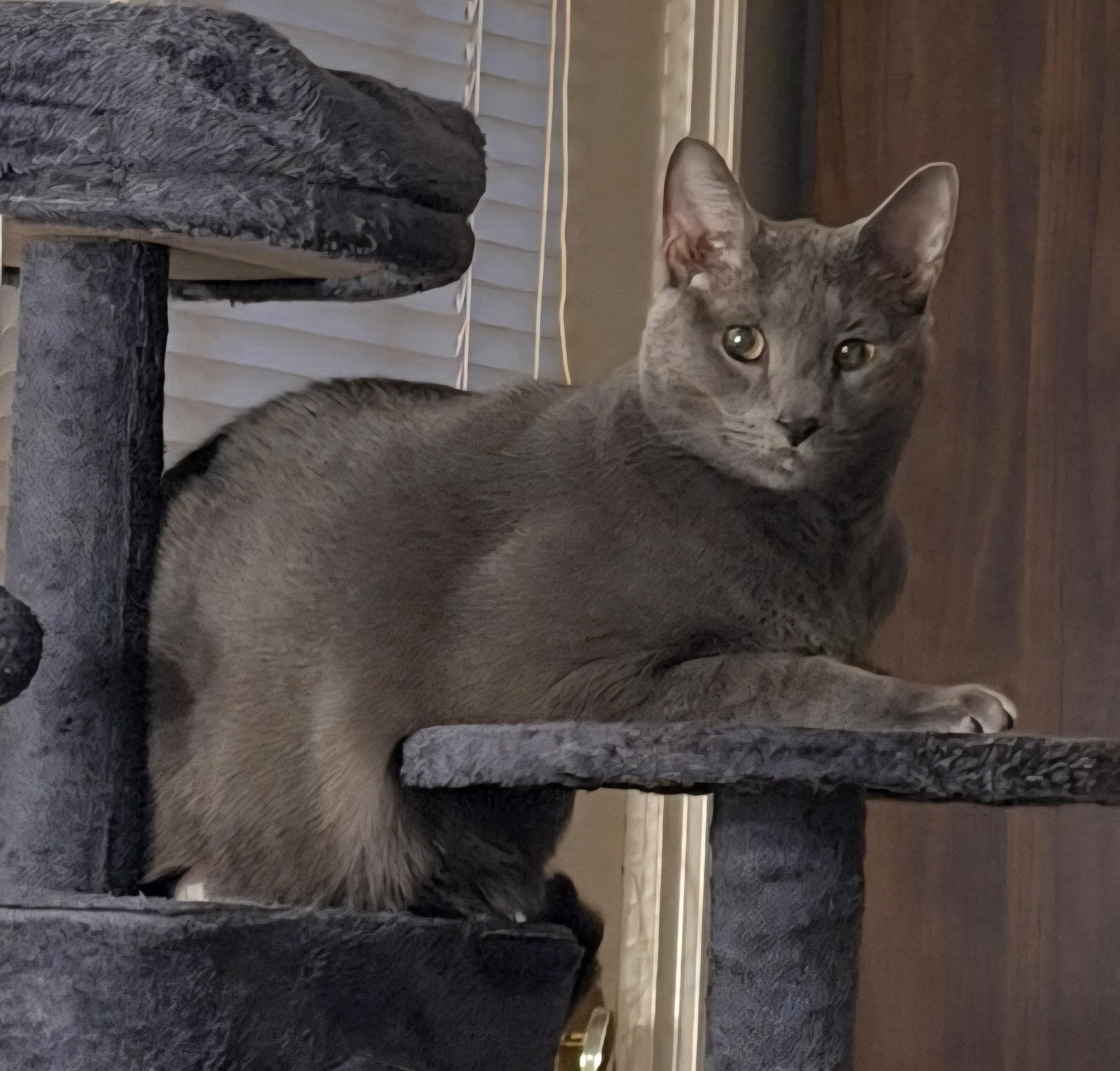 King, adopted, Adult Male Russian Blue & Domestic Short Hair.