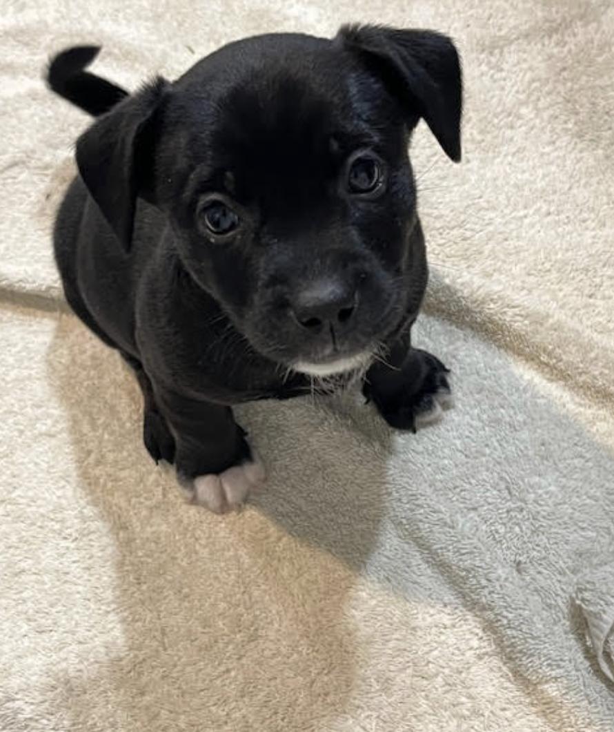 Ceres Aurora - local gal 2