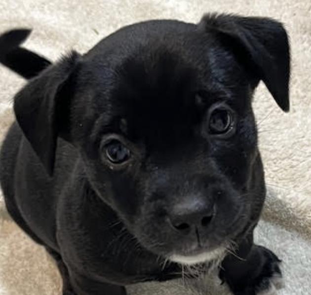 Ceres Aurora - local gal 1