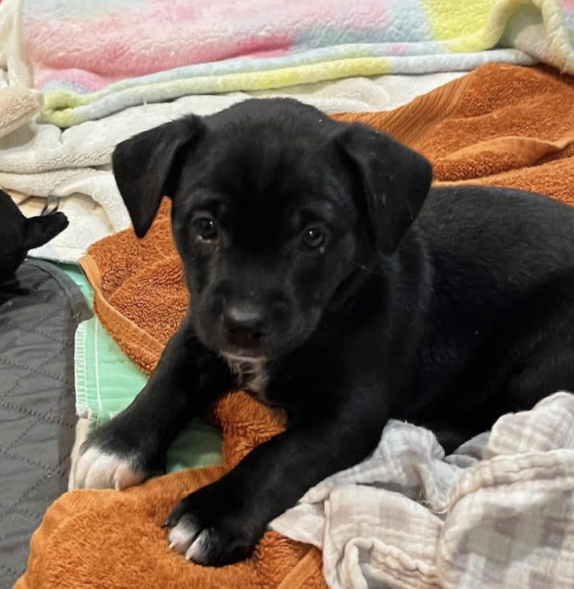 Ceres Aurora - local gal 4