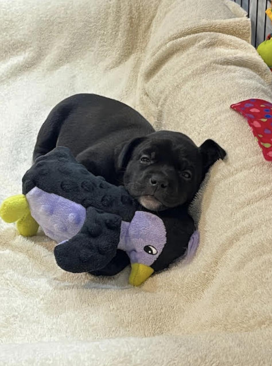 Ceres Aurora - local gal 3