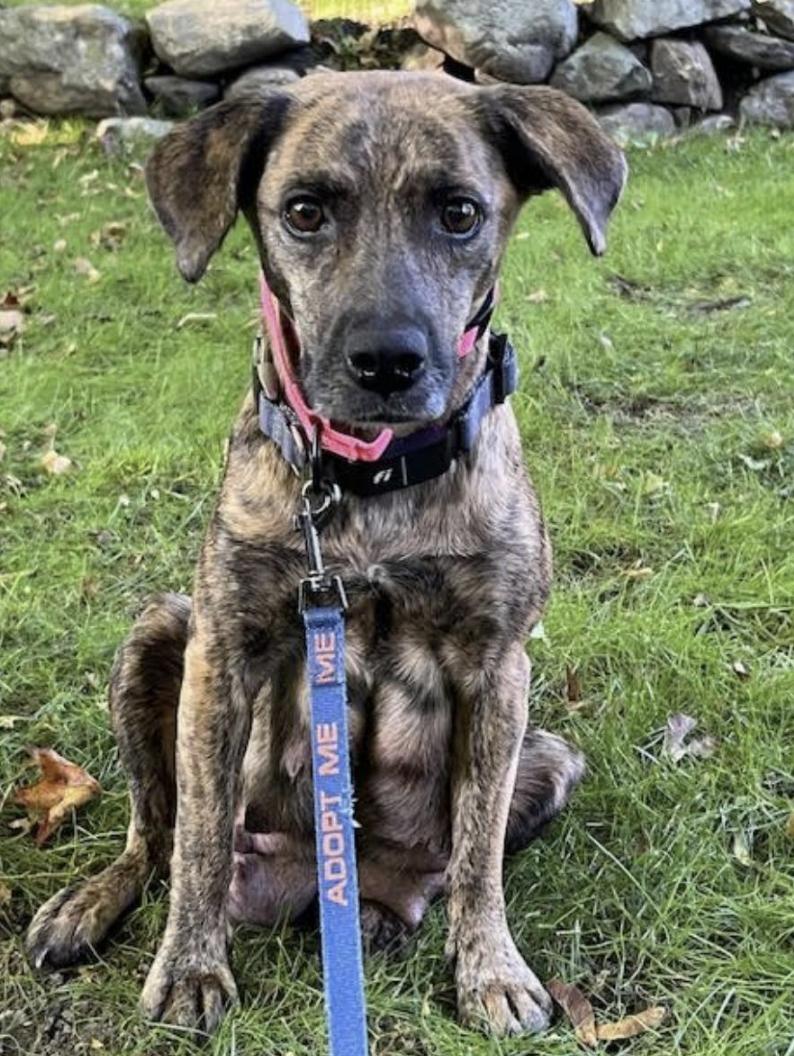 Ceres Aurora - local gal 5